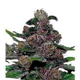 BLACKBERRY MOONROCKS AUTO – ANESIA SEEDS